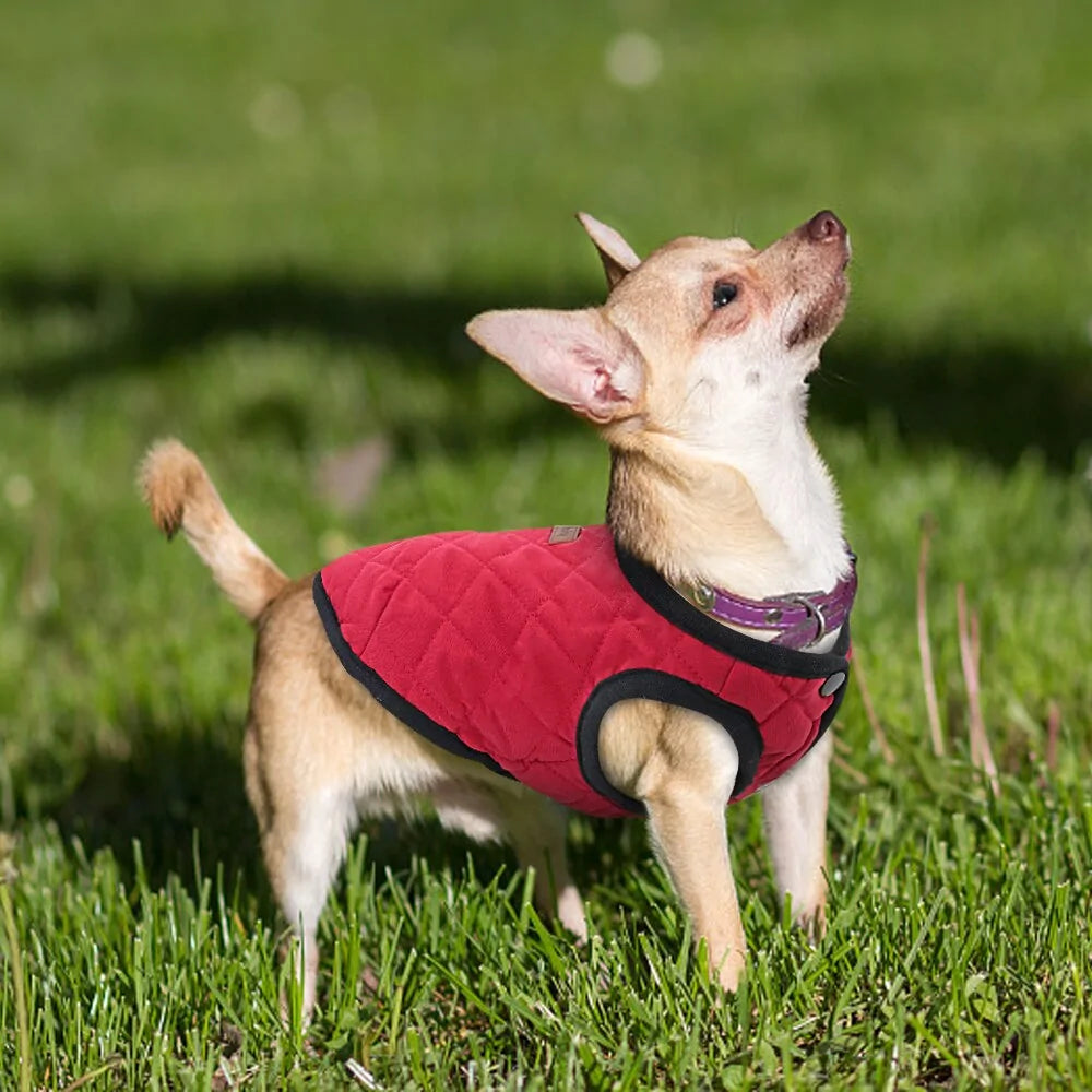 Chaqueta de invierno para perros